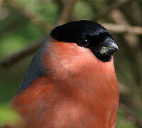 Eurasian Bullfinch