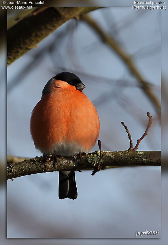 Eurasian Bullfinch