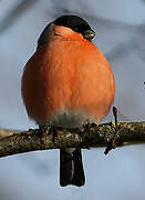 Eurasian Bullfinch