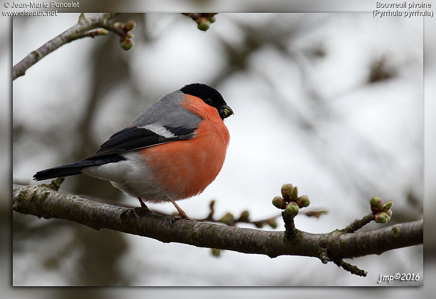 Eurasian Bullfinch