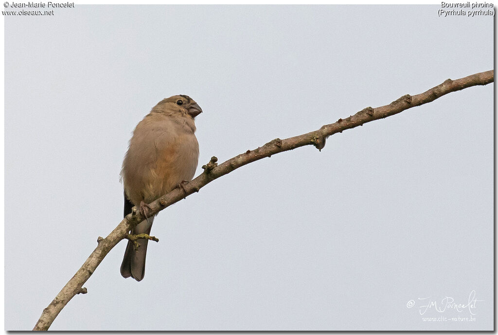 Eurasian Bullfinchjuvenile