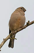 Eurasian Bullfinch