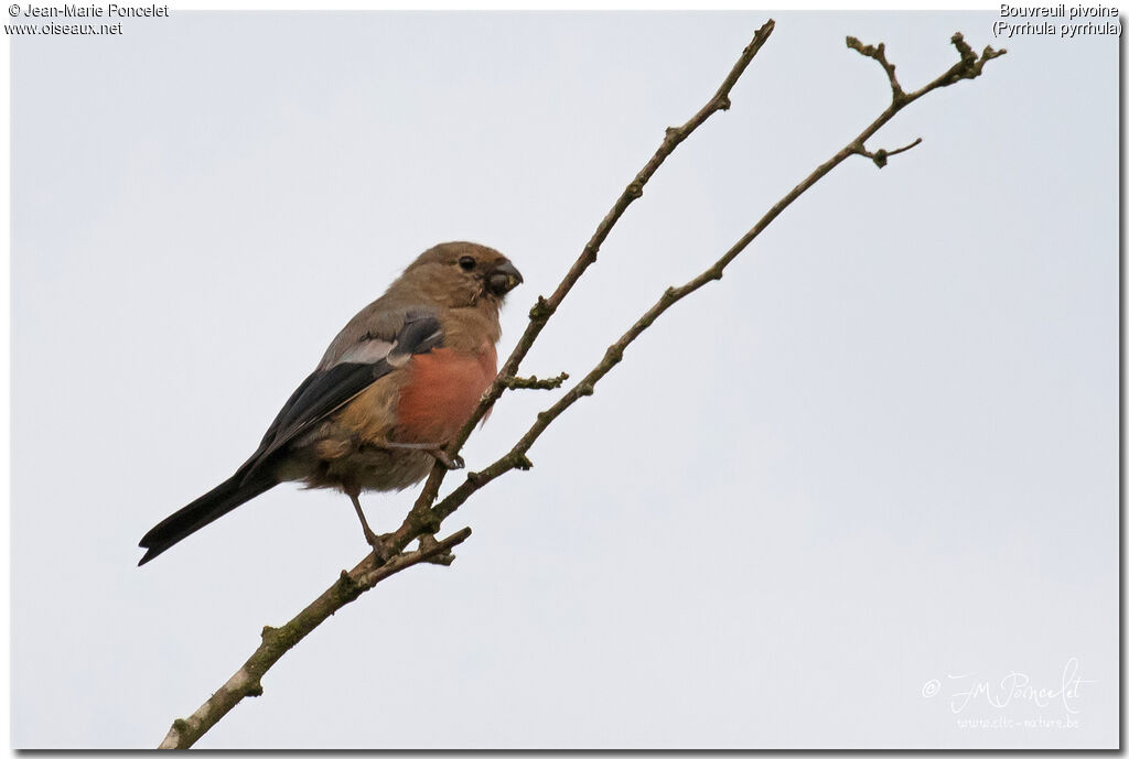 Eurasian Bullfinch male juvenile