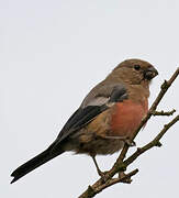 Eurasian Bullfinch