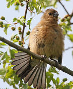 Eurasian Bullfinch