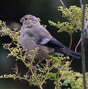 Eurasian Bullfinch