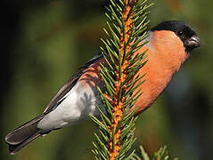 Eurasian Bullfinch