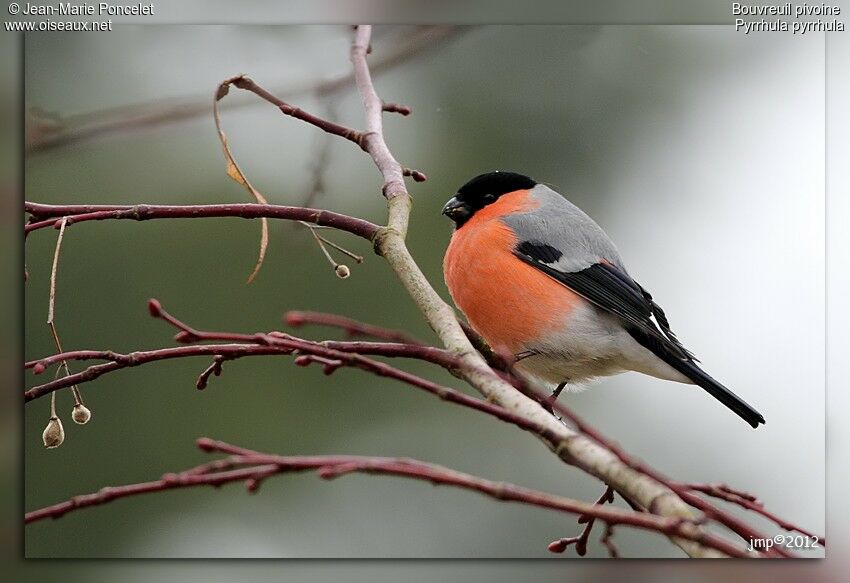 Eurasian Bullfinch