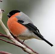 Eurasian Bullfinch