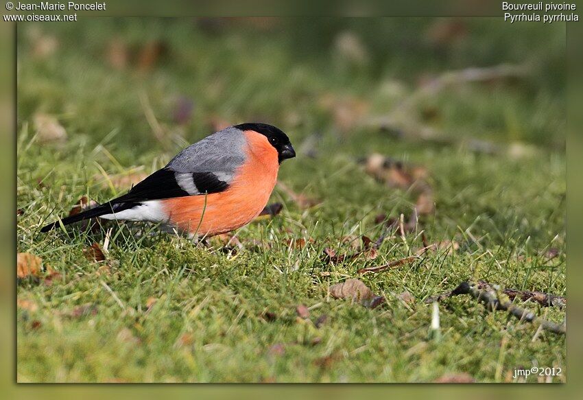 Eurasian Bullfinch