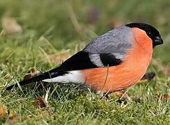 Eurasian Bullfinch