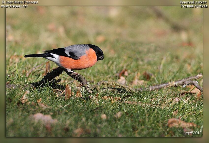 Eurasian Bullfinch