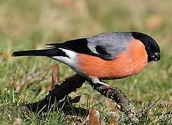 Eurasian Bullfinch