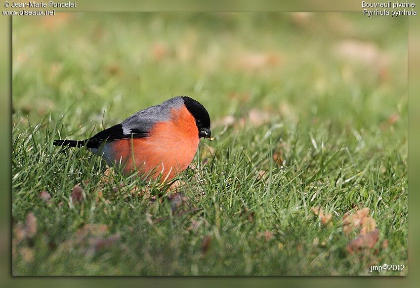 Eurasian Bullfinch