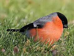 Eurasian Bullfinch