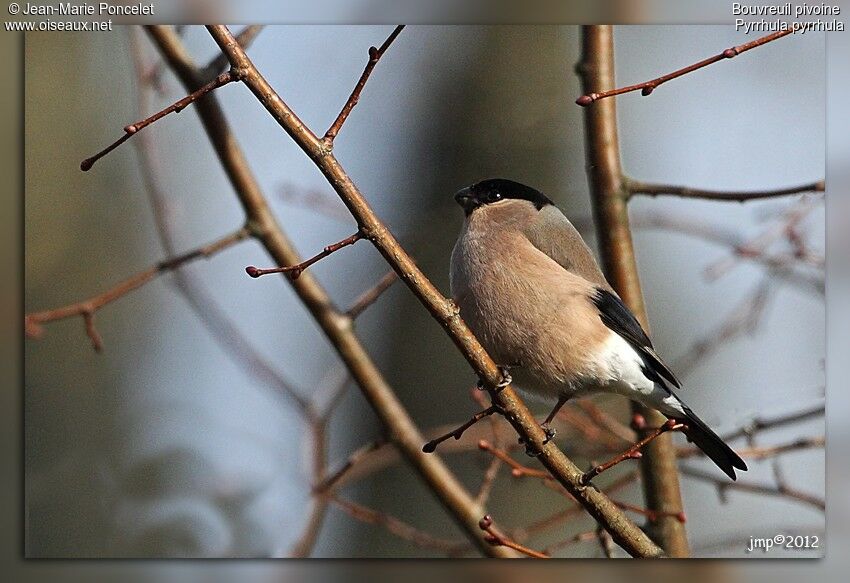 Eurasian Bullfinch