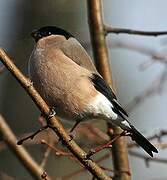 Eurasian Bullfinch