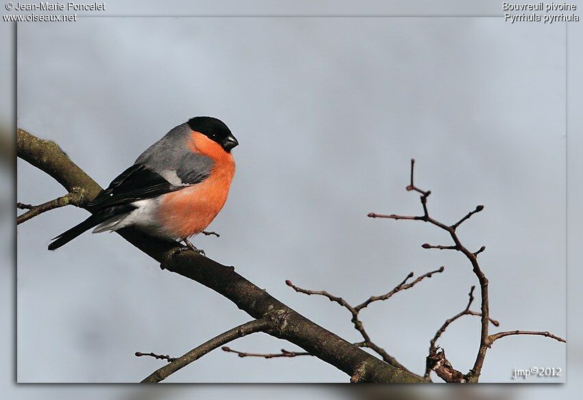 Eurasian Bullfinch