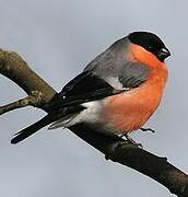 Eurasian Bullfinch