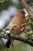 Eurasian Bullfinch