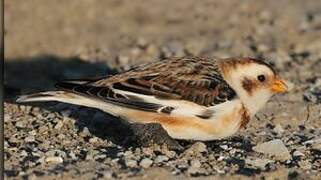 Snow Bunting