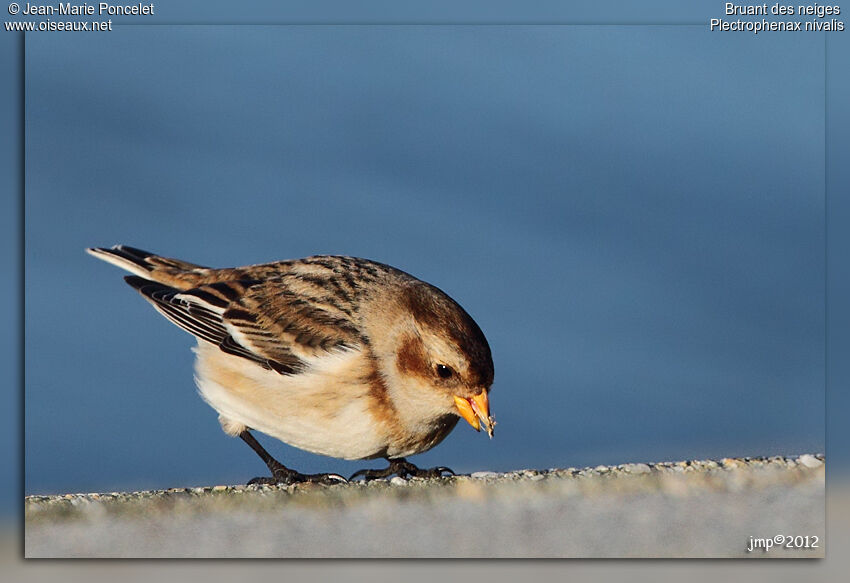 Snow Bunting