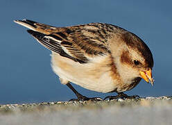 Snow Bunting