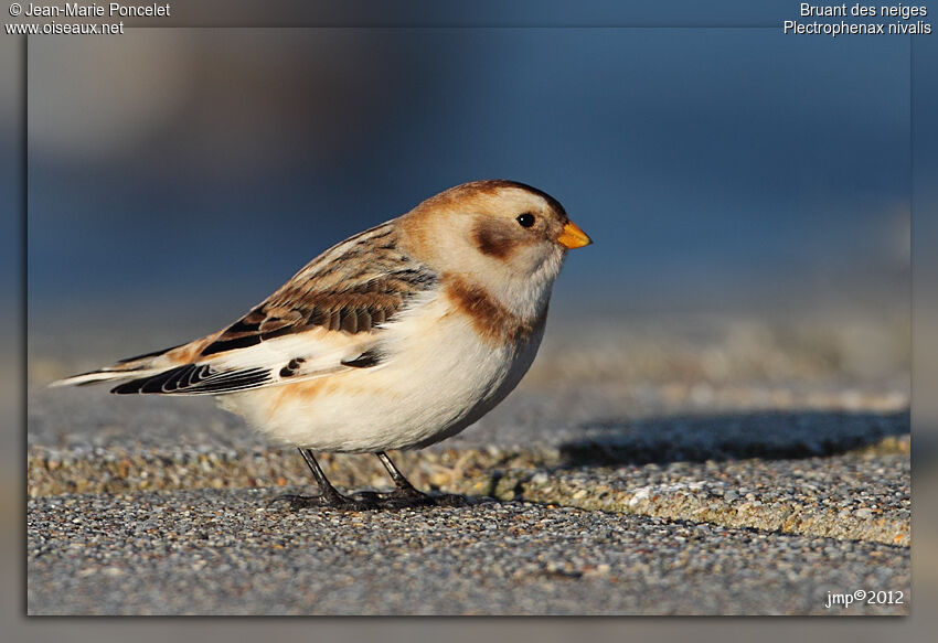 Snow Bunting