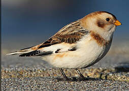 Snow Bunting