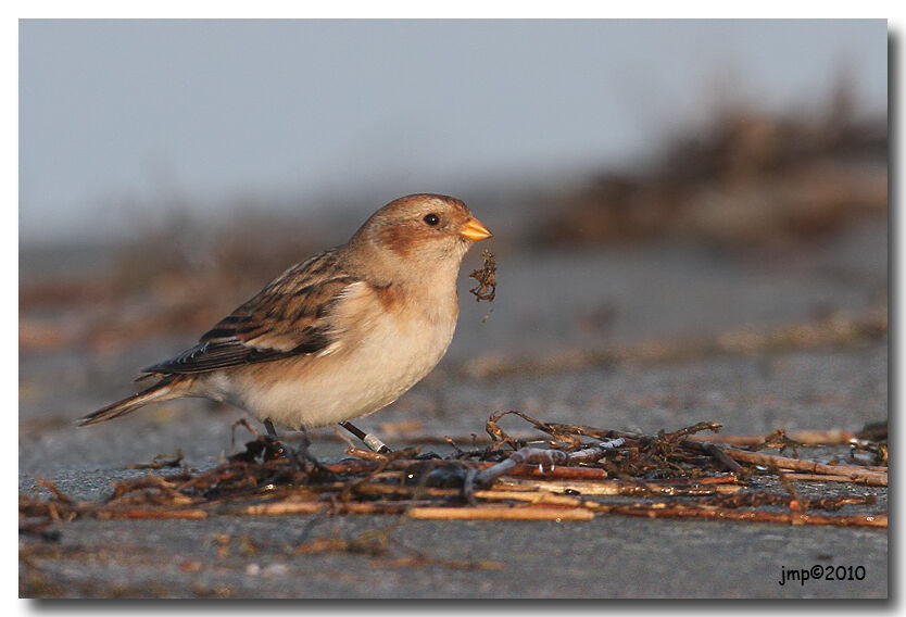 Snow Bunting