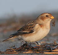 Snow Bunting