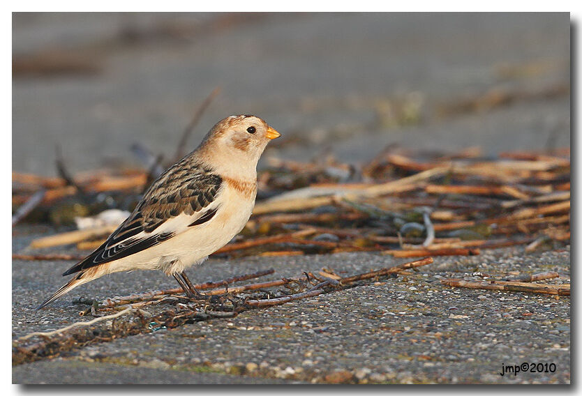 Snow Bunting