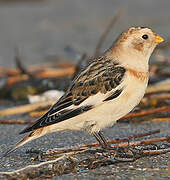 Snow Bunting