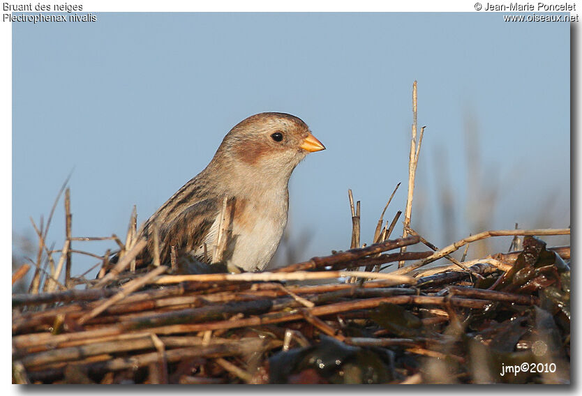 Snow Bunting