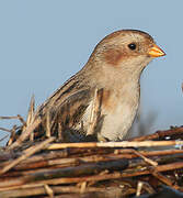 Snow Bunting