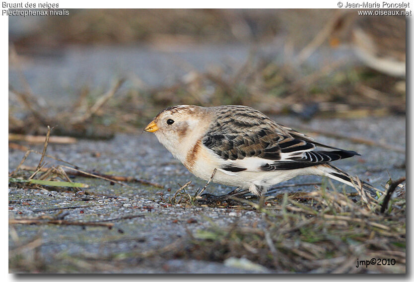 Snow Bunting