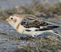 Snow Bunting