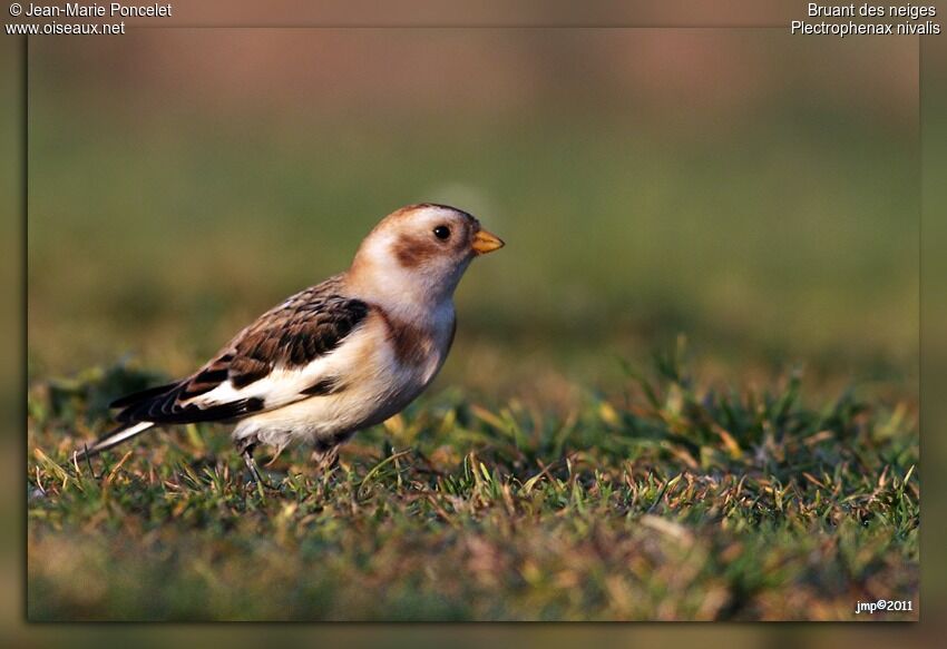 Snow Bunting