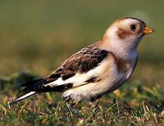 Snow Bunting