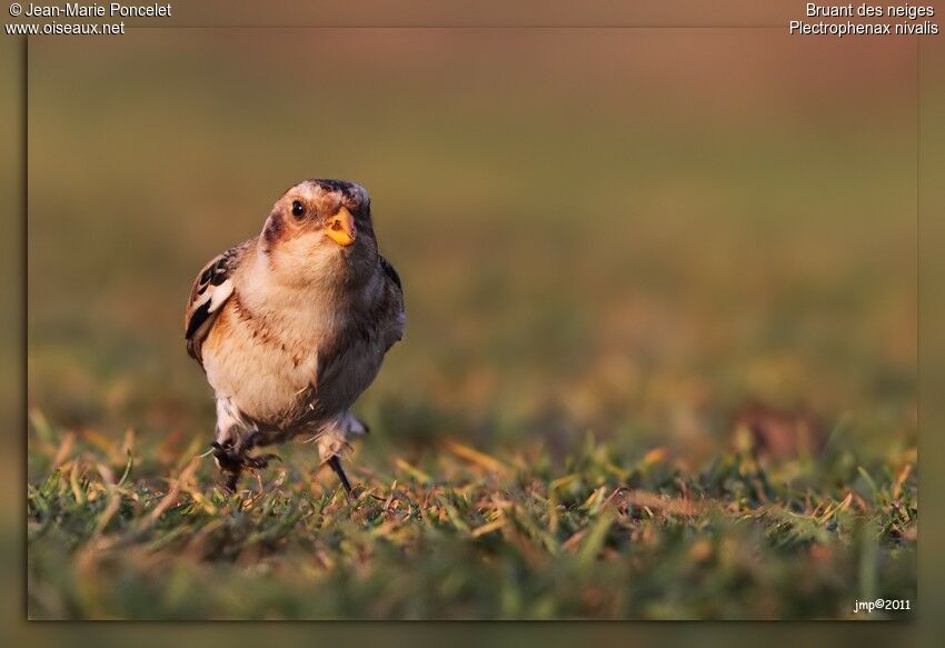 Snow Bunting