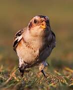 Snow Bunting