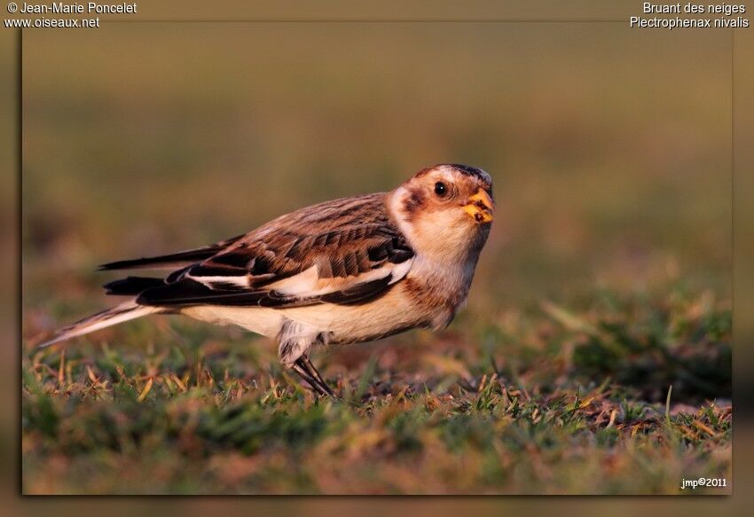 Snow Bunting