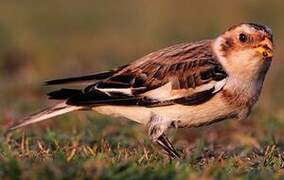 Snow Bunting