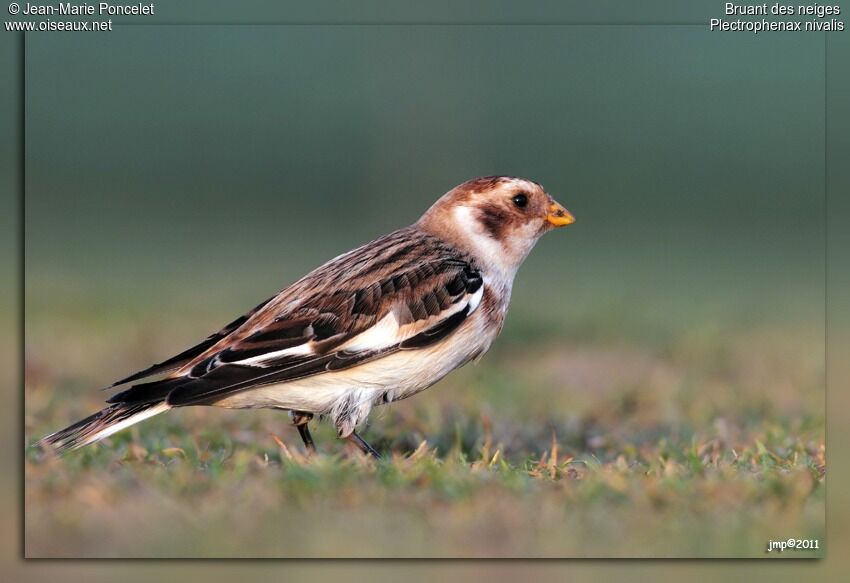 Snow Bunting