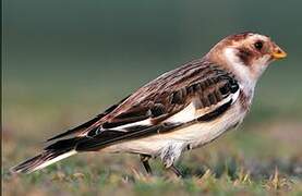 Snow Bunting