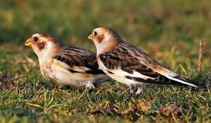 Snow Bunting