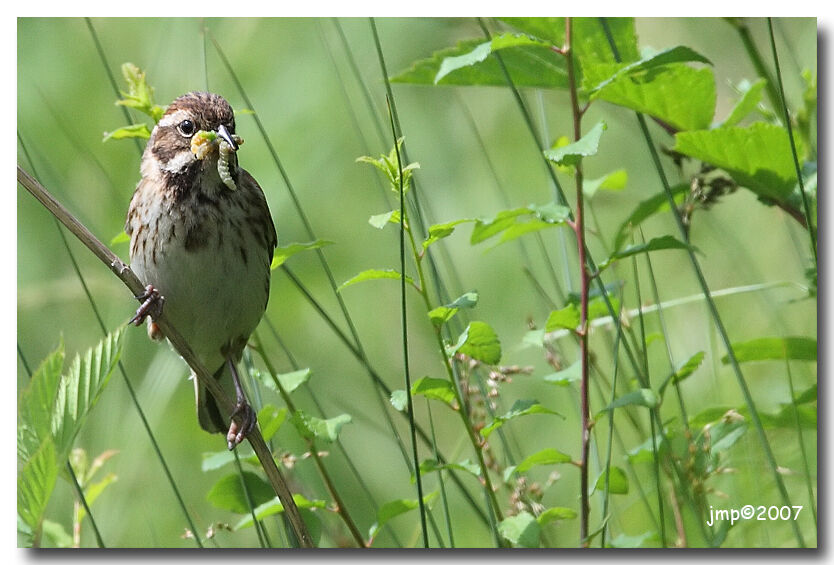 Common Reed Bunting