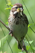 Common Reed Bunting