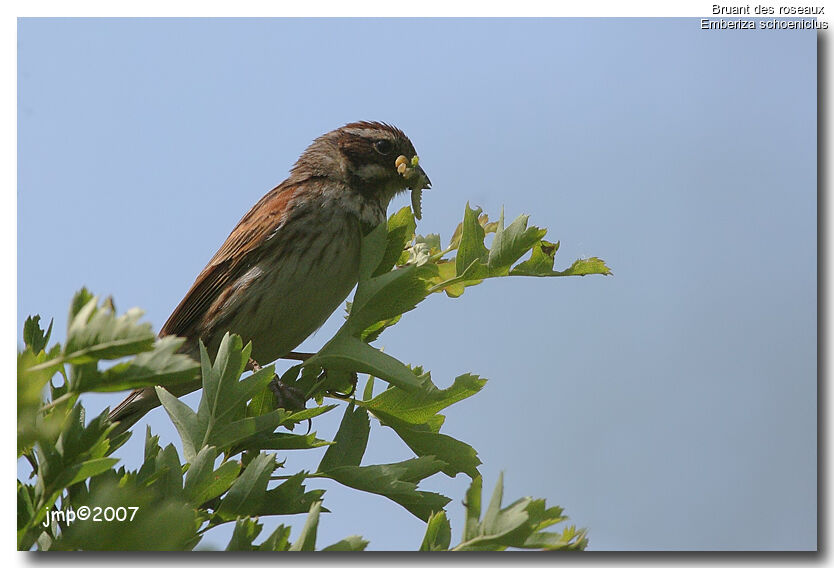 Common Reed Bunting