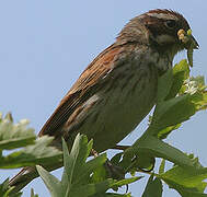 Common Reed Bunting